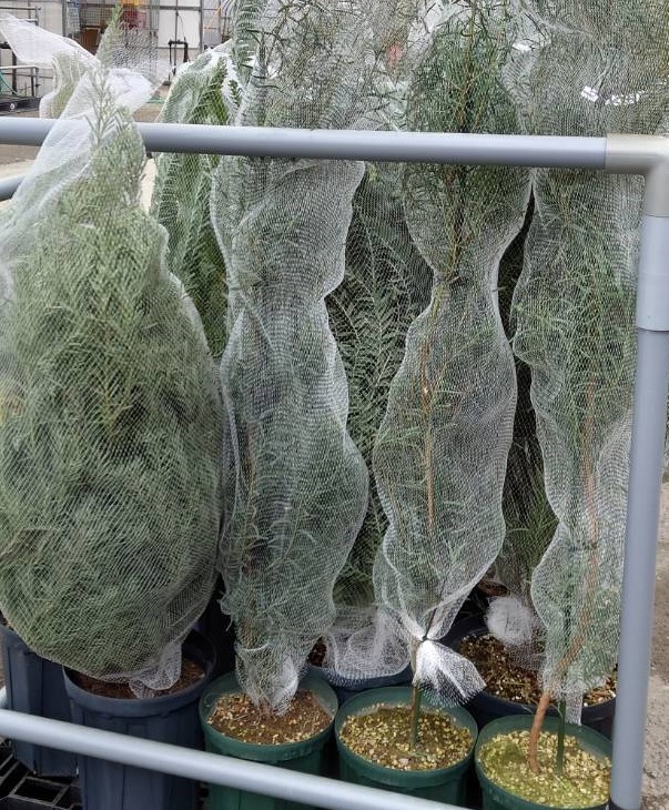 出荷用ネット